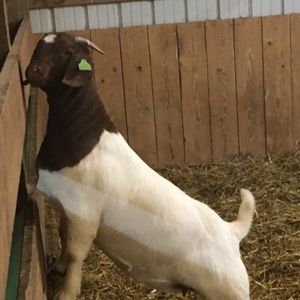 Meet your Posher, Zac